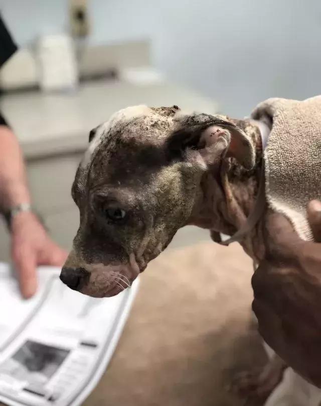 那只失去了所有毛发的病狗现在看起来很不一样