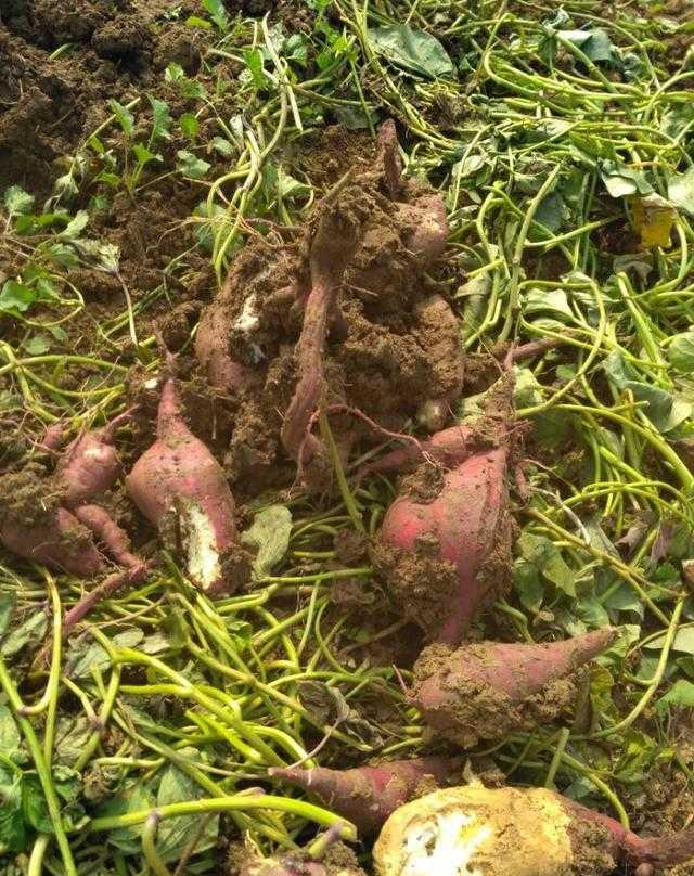 亩产红薯3000斤可是农民看到后却难受的流泪