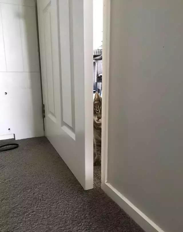 猫咪偷偷观察女主人被发现网友猫咪开门动作好sao哦