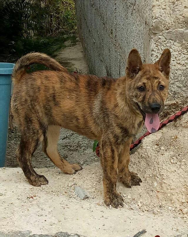 虎斑狗大家有什么意见者建议都可以留言哦特别声明:以上文章内容仅