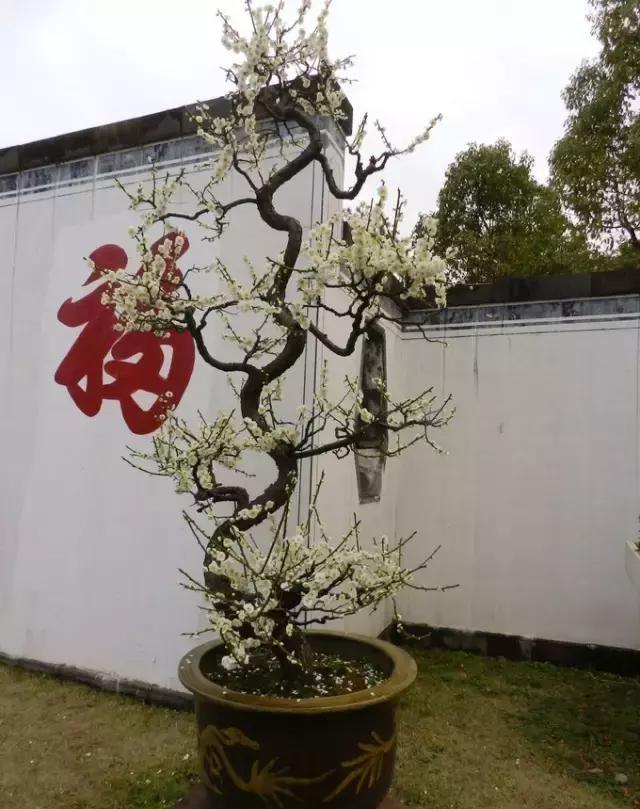 徽派盆景代表鲍家花园