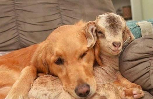 尴尬, 带狗子去农村郊游, 没想到它跟人家的羊好上了!