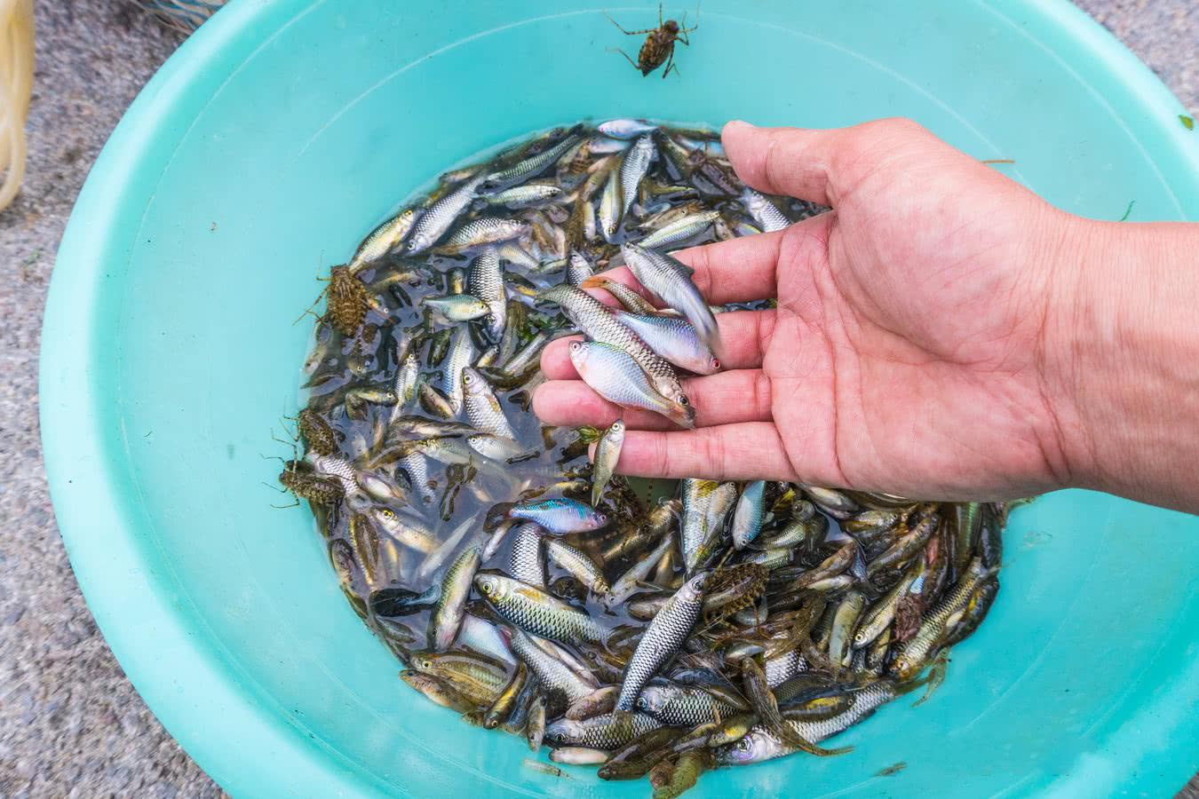 农村小河里这种鱼,养颜补肾虚大集上25元一斤,很多人却不懂吃