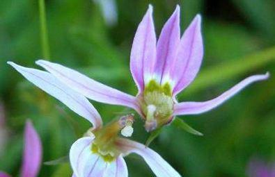 一人撑伞雪中漫步