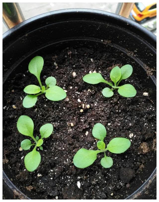 矮牵牛喜气旺家花香满屋比月季好养100倍随便养爆盆