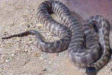 地球上最大的蟒蛇top7, 第一可吞噬一个1.8米的成人