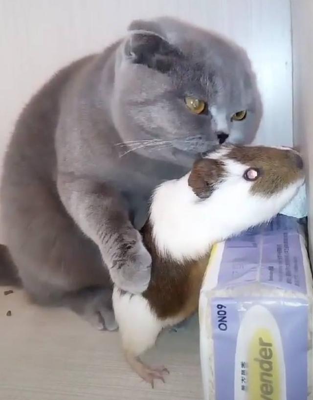 铲屎官以为猫咪抱着假老鼠在玩,结果居然是真的,猫咪:感动不?