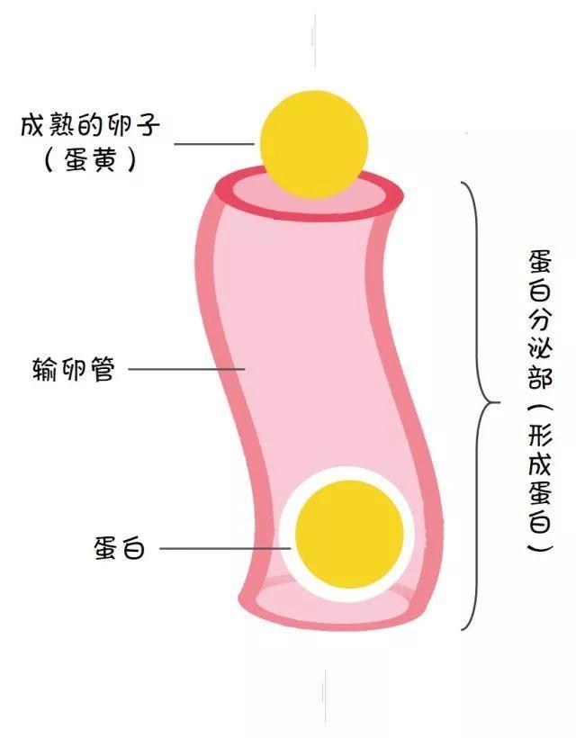 土鸡蛋更有营养?