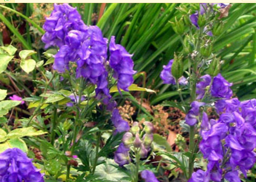 你该认识的农村六大有毒植物,看见躲远点