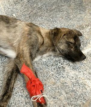 狗狗腿瘸站不得,临时做简单固定,狗子得以闭眼深睡!