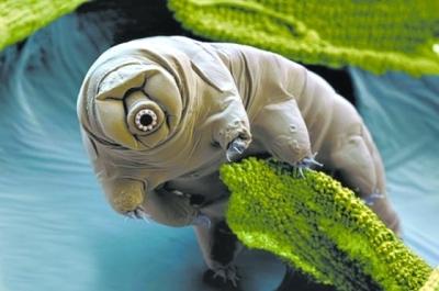 地球上5大生命力最顽强的动物第一不吃不喝不死第三长生不老