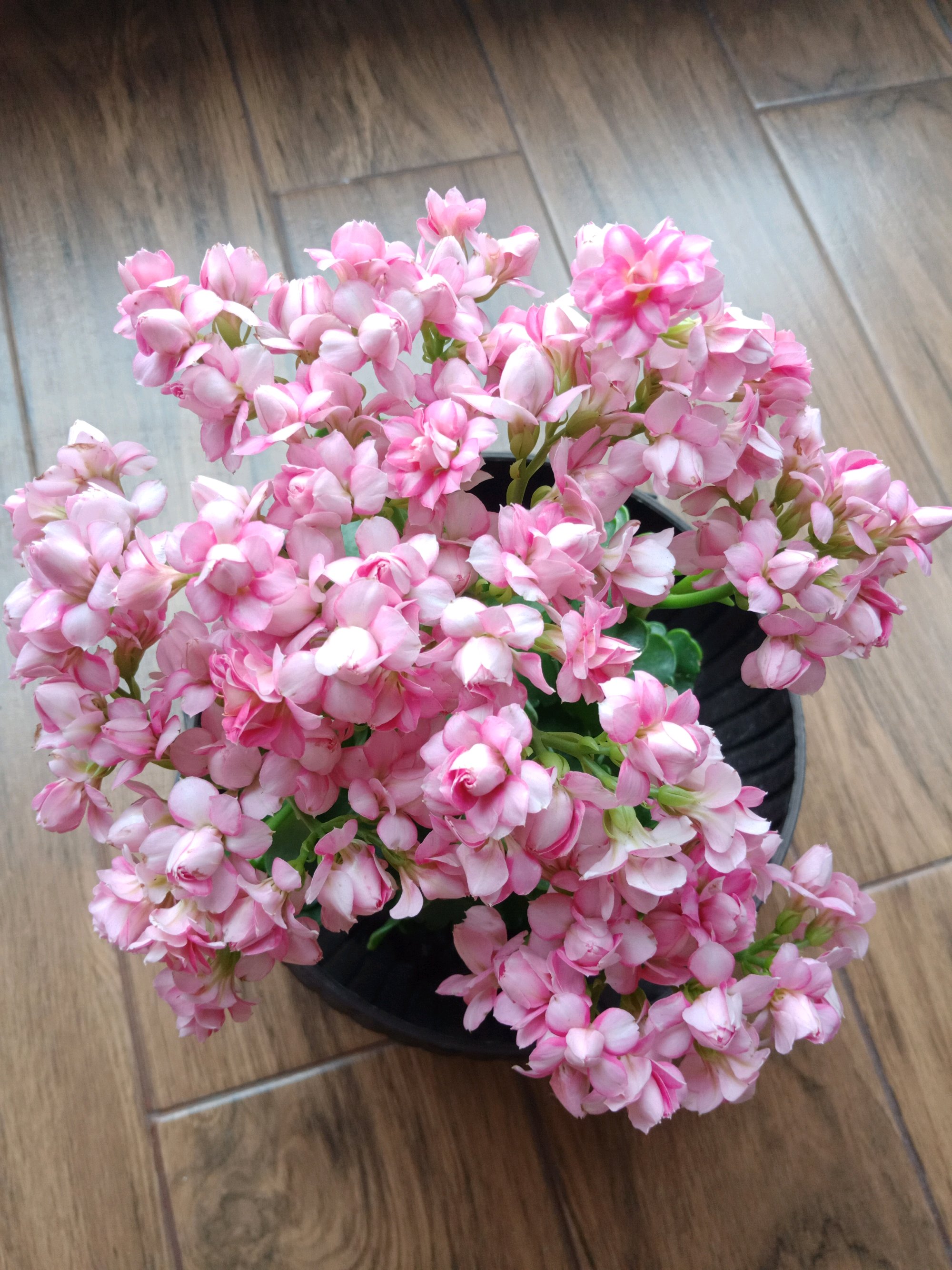 夏天养长寿花,注意4点,不烂根,不黄叶,秋后开花猛爆盆