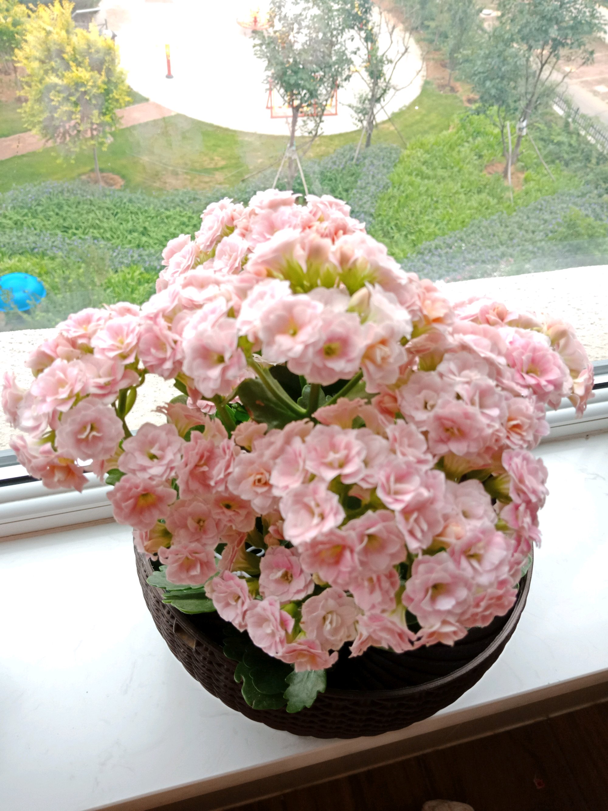 夏天养长寿花,注意4点,不烂根,不黄叶,秋后开花猛爆盆