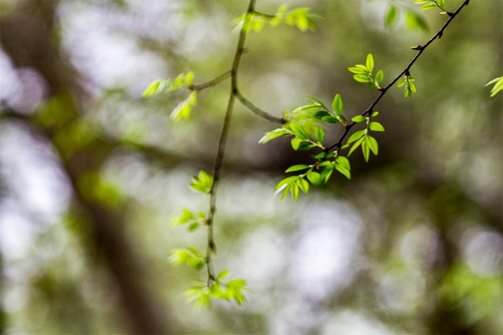 一个生机盎然的春天染绿了人们的每个细胞 一只希望的鸟儿在北京人的