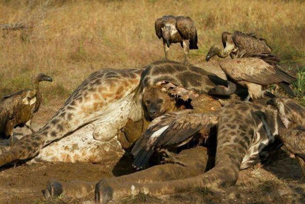 鬣狗吃食物的部位太重口味,难怪被抓都能安然无事,真让人恶心