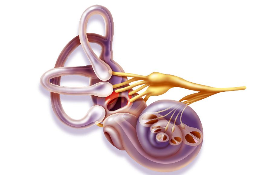 前庭是人体的一个感知平衡的器官,跟我们的眼睛和耳朵同时向大脑报告