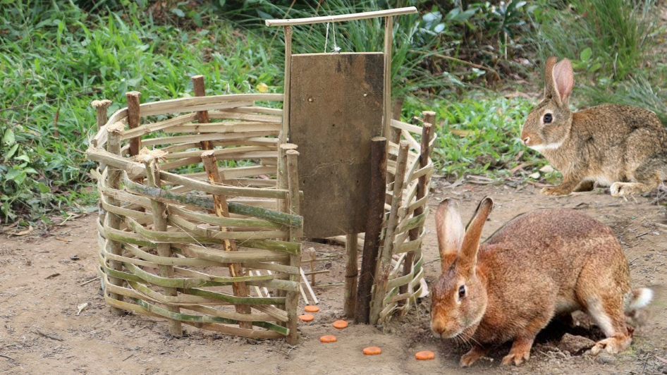 乡下妹子善于捕猎,用竹子搭建捕捉兔子的陷阱,这个创意我给满分