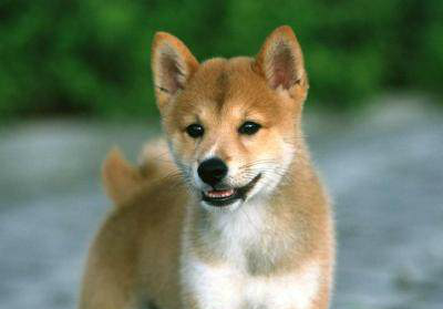 中华田园犬和柴犬有区别 不要混淆