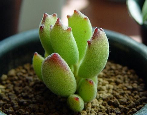 胖儿说多肉之:猫爪(子猫之爪)