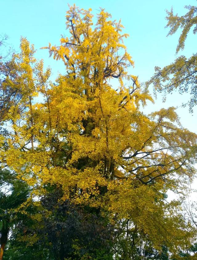 爬金钟山,探寻安顺最长寿的古银杏
