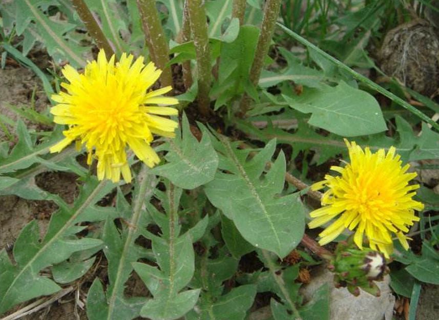 而作为"药食两用"的蒲公英,不仅好吃,还有很多的养生功效!