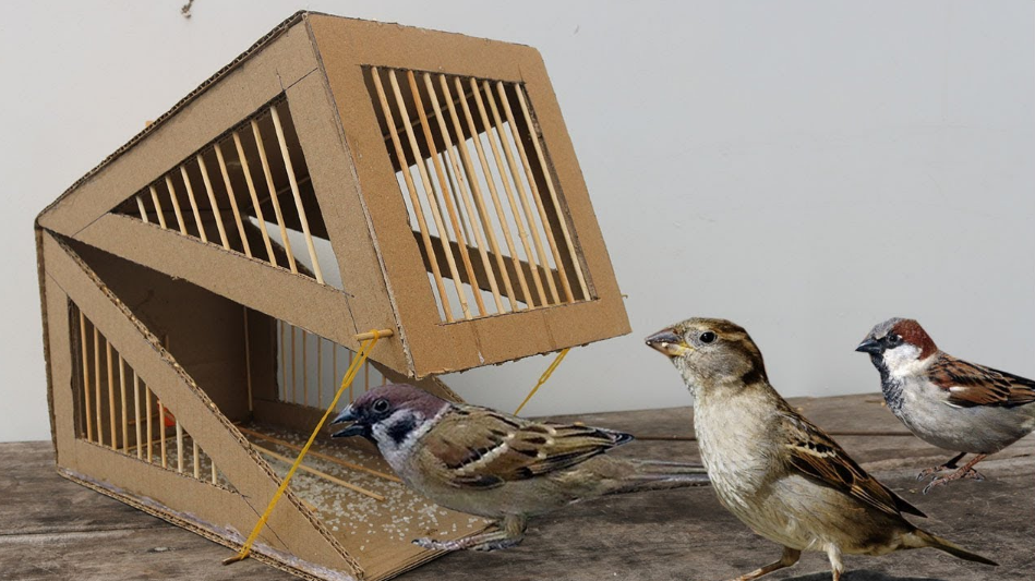 乡村牛人户外捕猎,用家中纸板搭建创意捕鸟陷阱,鸟儿乖乖上当了