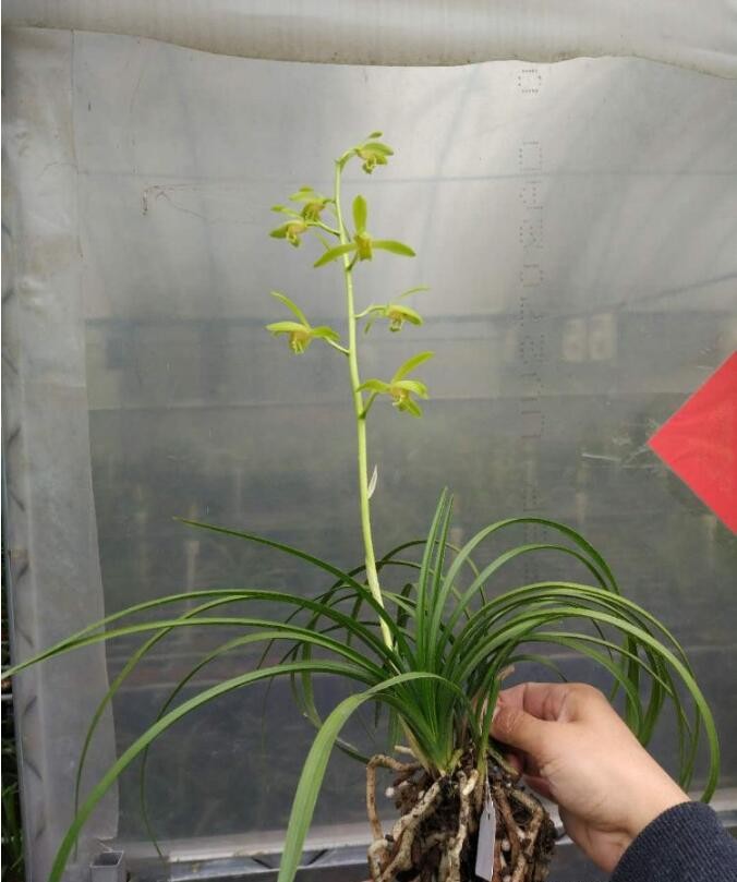 2018蕙兰花期留影