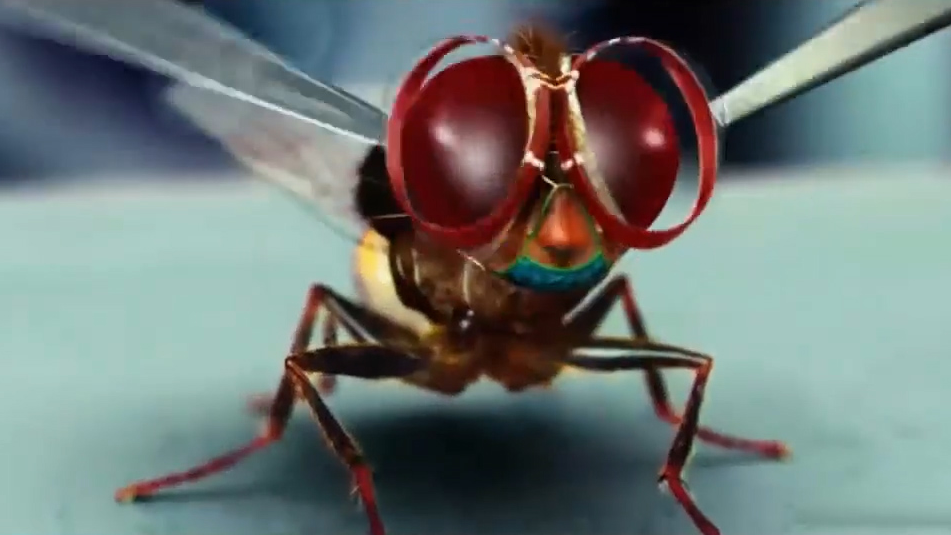 男子被杀害后灵魂化成了一只苍蝇,开始向仇人复仇