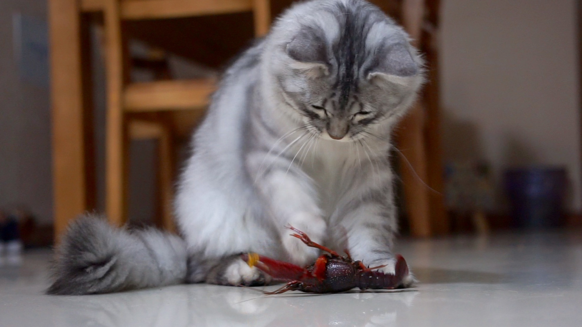 不知天高地厚的小贱猫非要来撩拨小龙虾要是我没绑着钳子