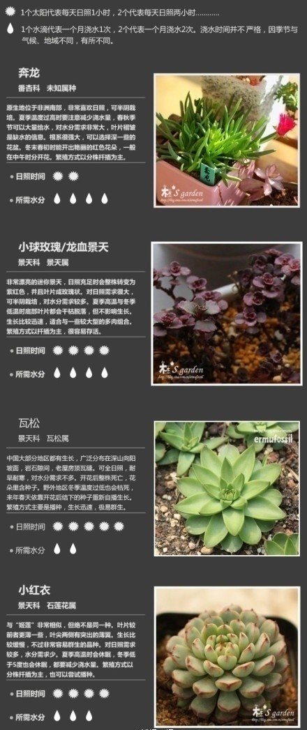 36种常见多肉植物种植攻略