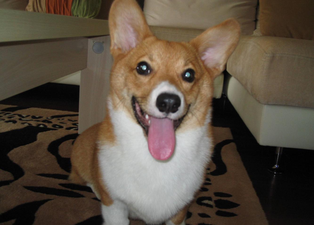 短腿小天使柯基犬