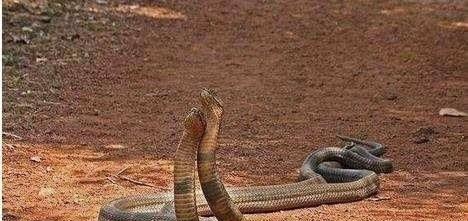 蛇王眼镜王蛇, 不仅欺负蟒蛇, 交配遭拒后甚至六亲不认!