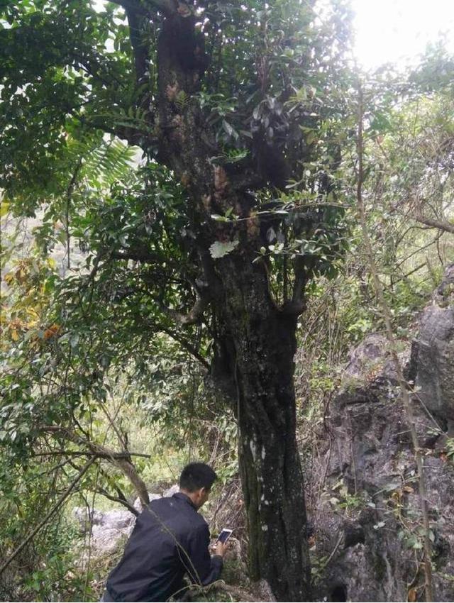 挖桩遇到古树金弹子,大家意见不合就散伙,表哥:古树不能挖!