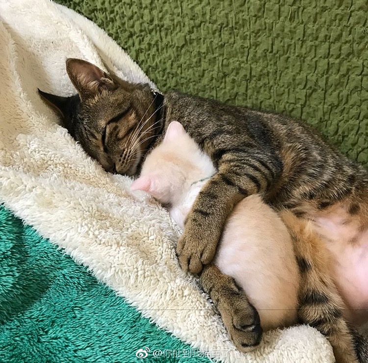 父爱如山,猫爸抱着小橘猫睡着的样子,萌化了.小提醒