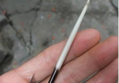 农村老人上山捡的豪猪刺,到底有什么用?