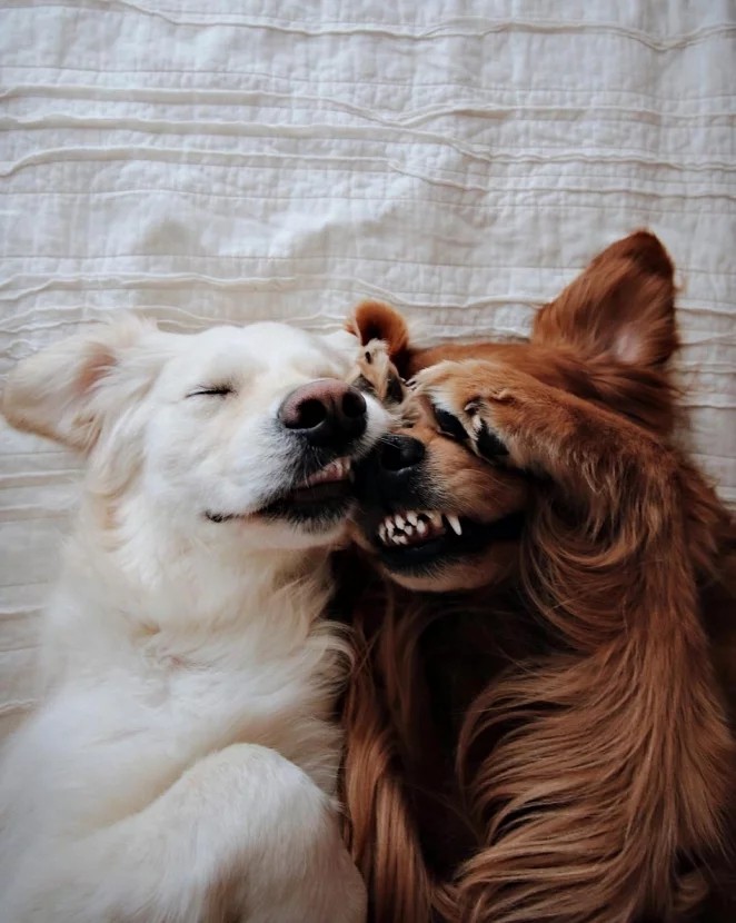 求解:这两只狗狗是友情还是爱情?