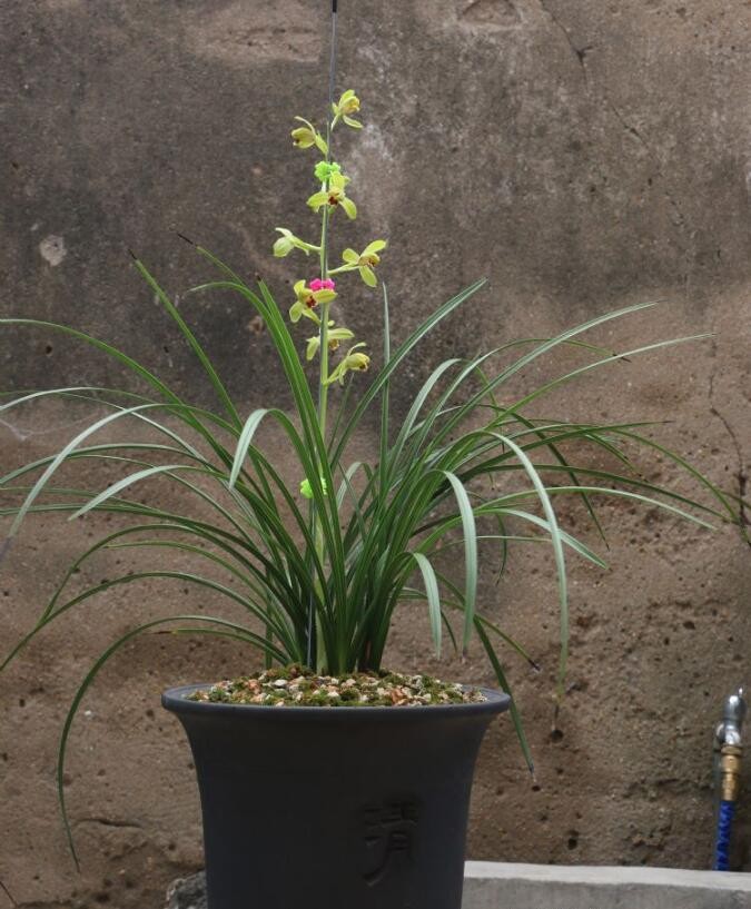 2018年蕙兰刘梅完美开放