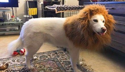 纯白色的二哈君遇到这样的主人真是狗生艰难啊