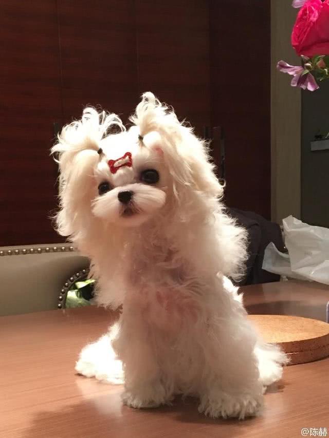 明星宠物也时尚陈赫狗狗打扮精致胡歌猫咪戴蝴蝶结显绅士