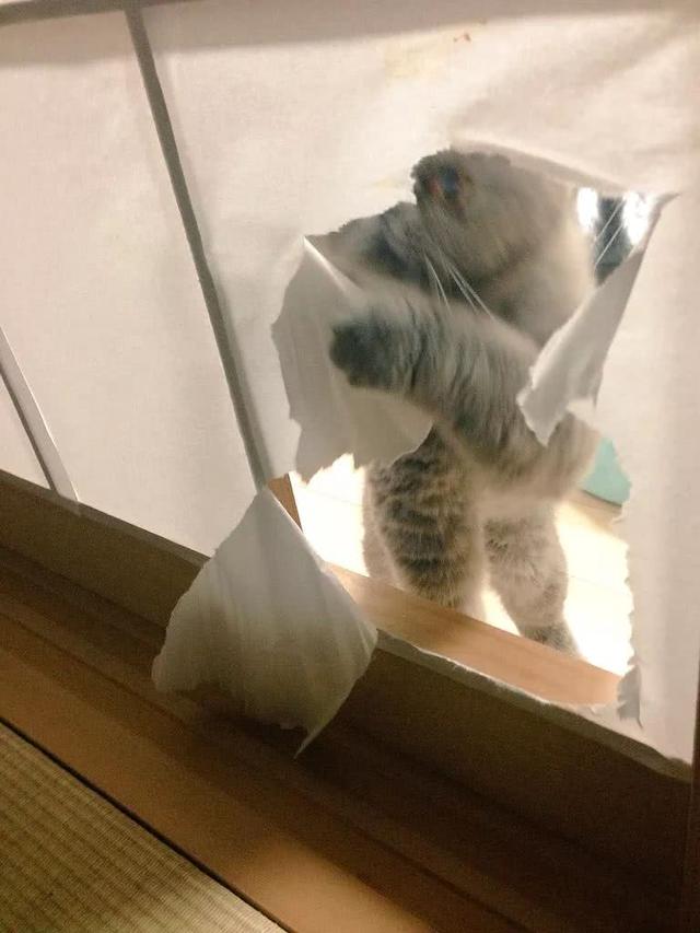 猫咪最爱撕窗户纸,铲屎官怒了把纸全换塑料,这下猫咪没辙了|猫咪|塑料