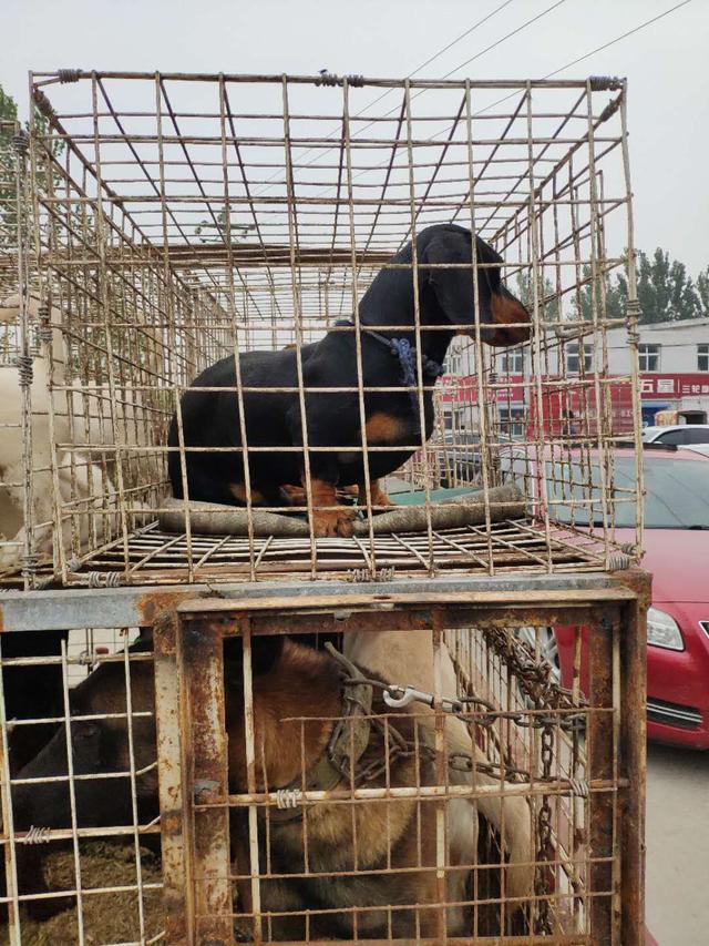 狗贩子收的狗 一斤狗8块钱.