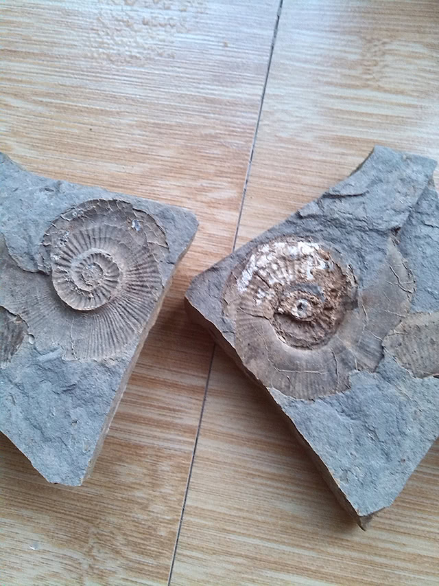 小伙在沙滩上发现一条"盘蛇",专家却说它是化石,可以带回家!