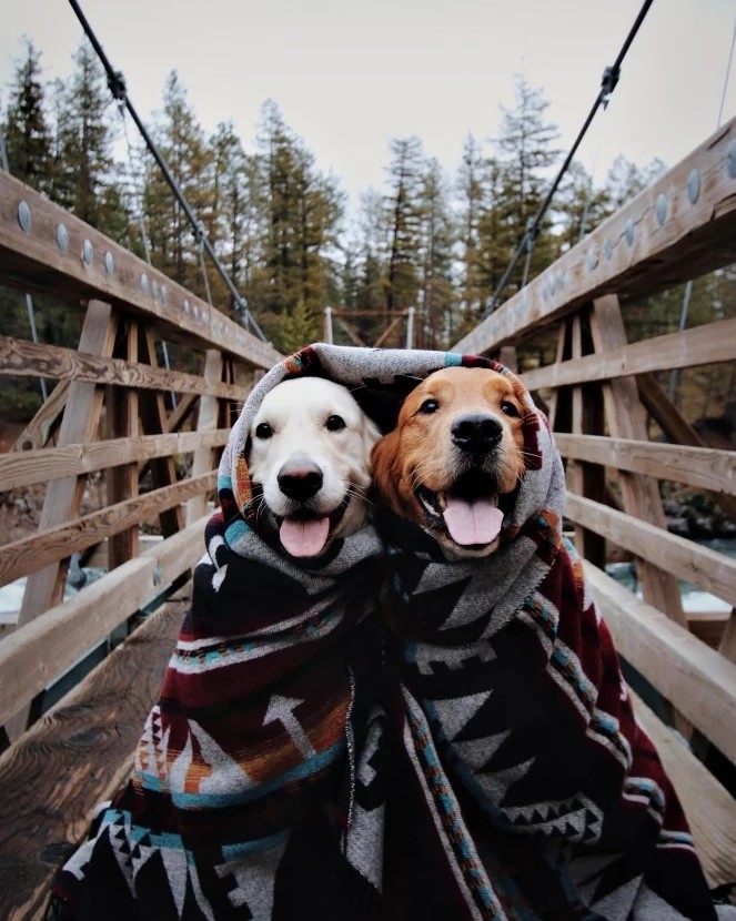 图片中啡色的金毛寻回犬是7岁的kiko,而白色的是3岁的watson,是一对形