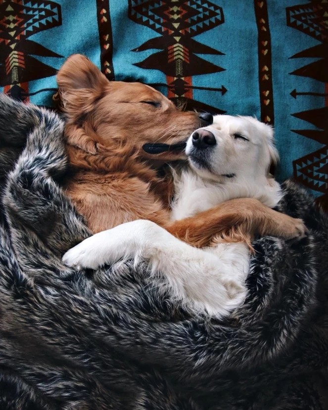 求解:这两只狗狗是友情还是爱情?