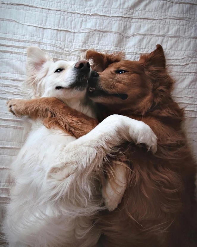两只狗靠在一起的图片图片