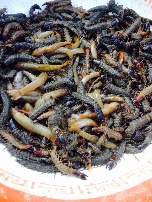 用油炸起来非常好吃,很脆很香.水蜈蚣