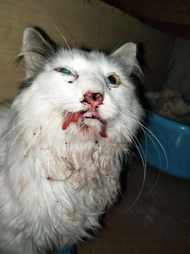网友救助一只跳楼猫,当初摔到脸变形,如今美到人窒息