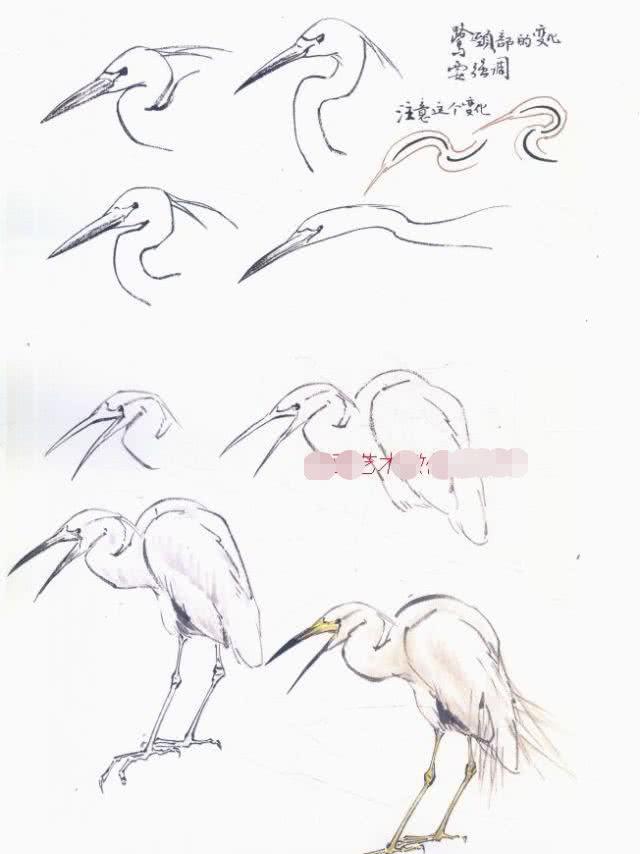 怎么画丹顶鹤仙鹤的各种姿态详解国画仙鹤画法步骤大全