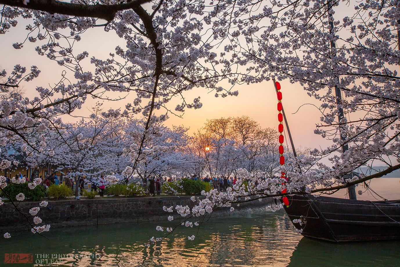 江苏鼋头渚樱花盛开中国第一赏樱地有多美游客说比日本的好看