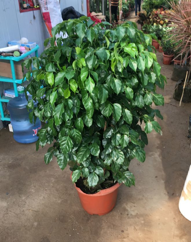 6种常青花一年四季都能养叶子比花还好看寓意招财进宝